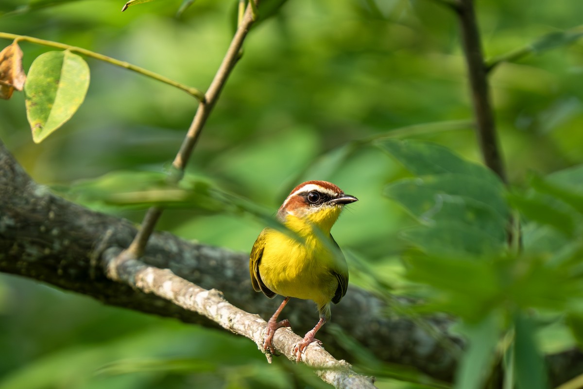 Rufous-capped Warbler (salvini) - ML643709834