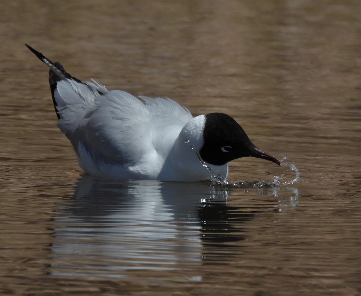 Andean Gull - ML643709847