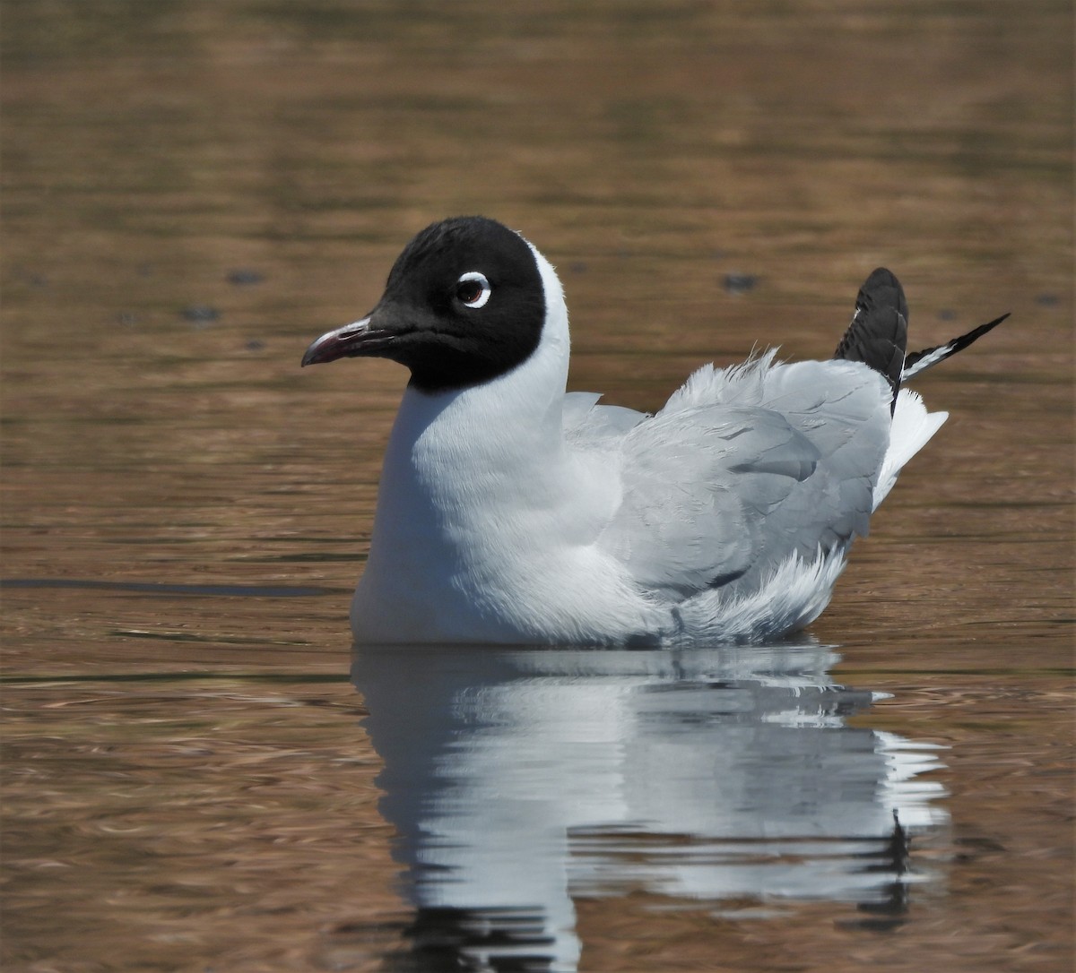 Andean Gull - ML643709848