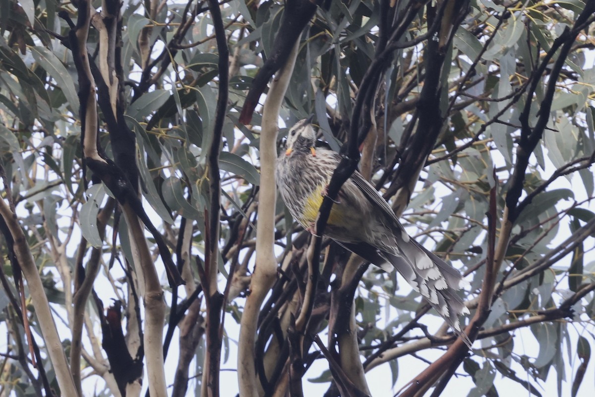 Yellow Wattlebird - ML643709872
