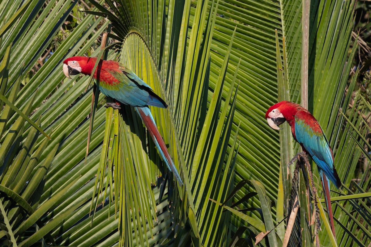 Red-and-green Macaw - ML643709878