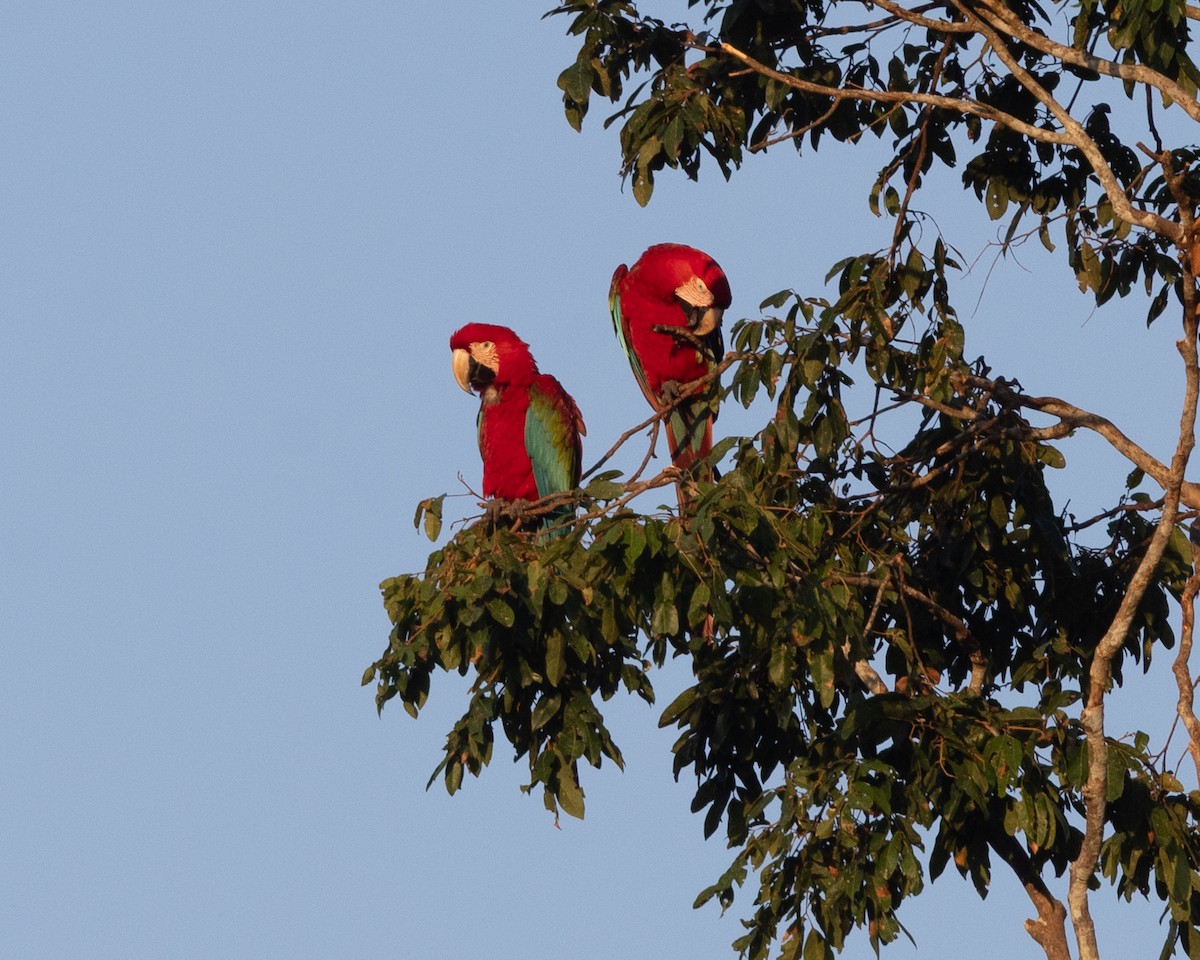 Red-and-green Macaw - ML643709879