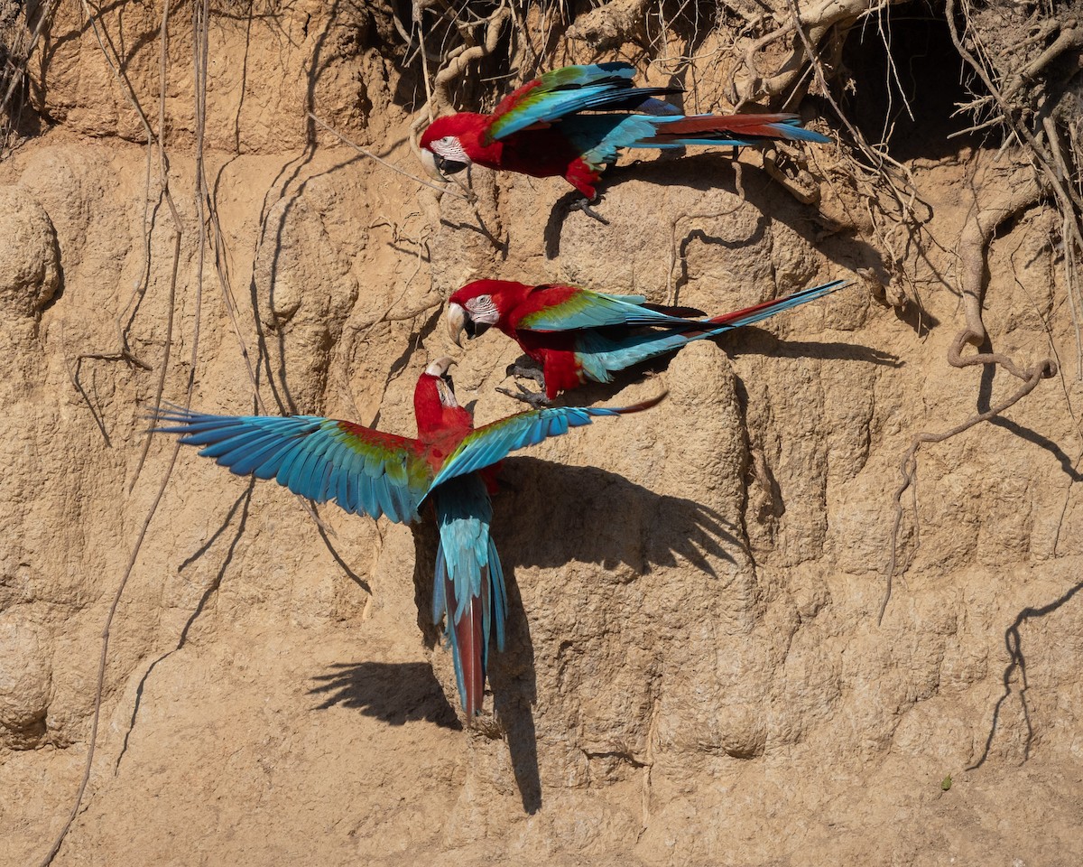 Red-and-green Macaw - ML643709880