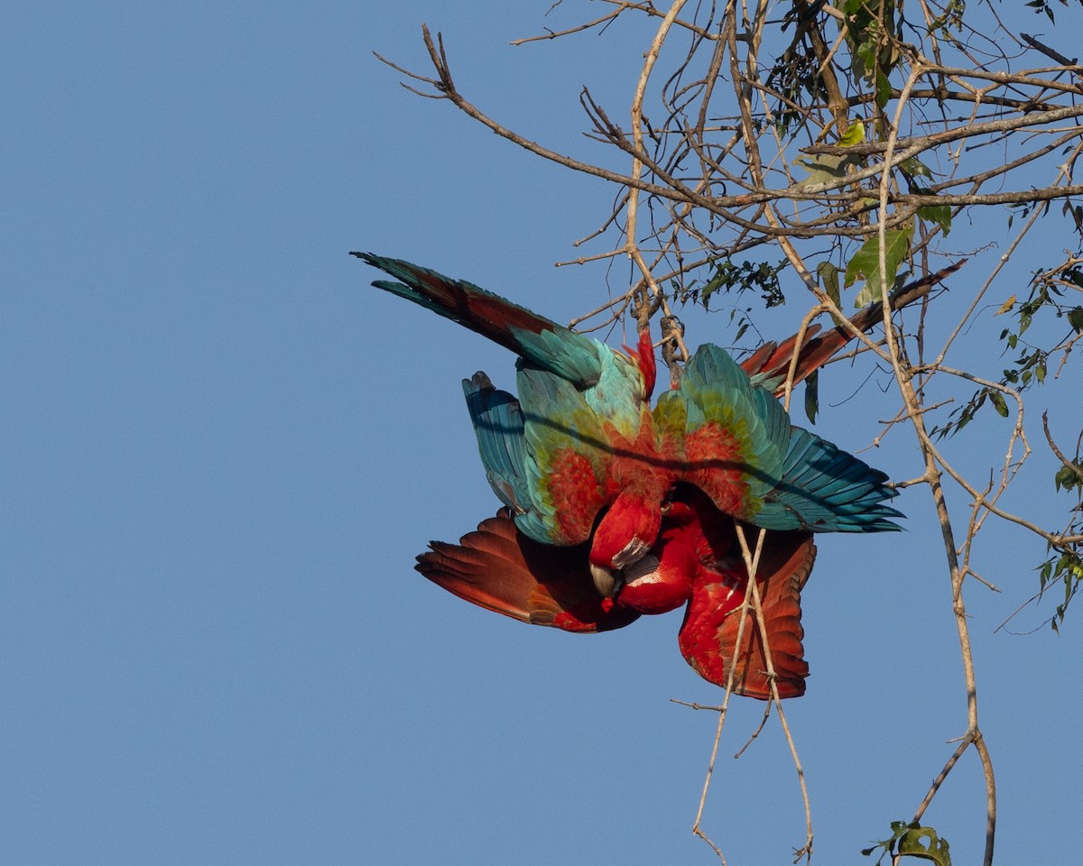 Red-and-green Macaw - ML643709881