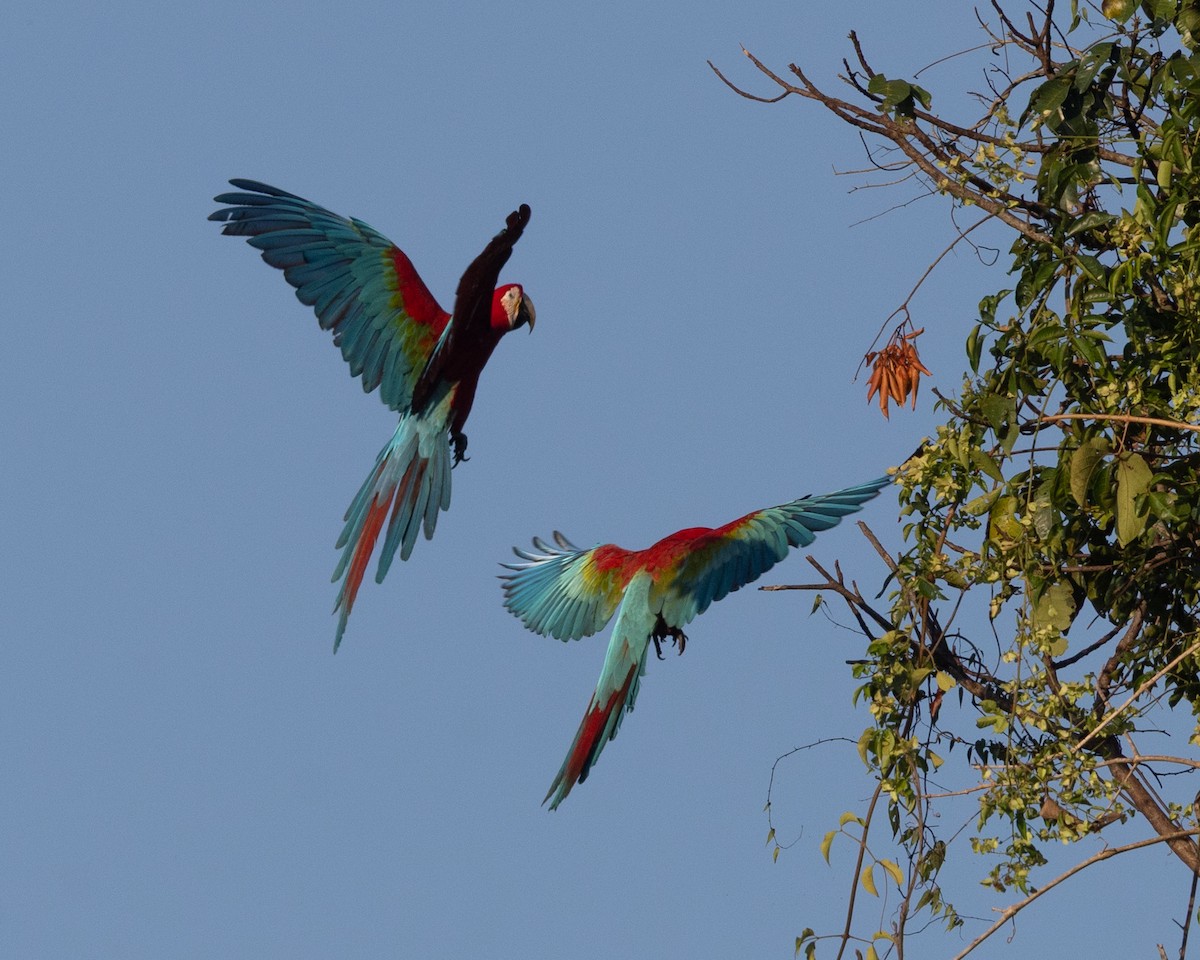 Red-and-green Macaw - ML643709882