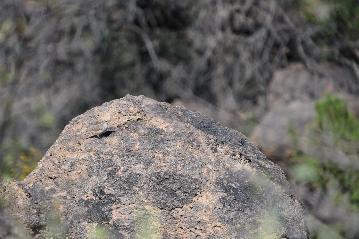 Rock Wren - ML643709884