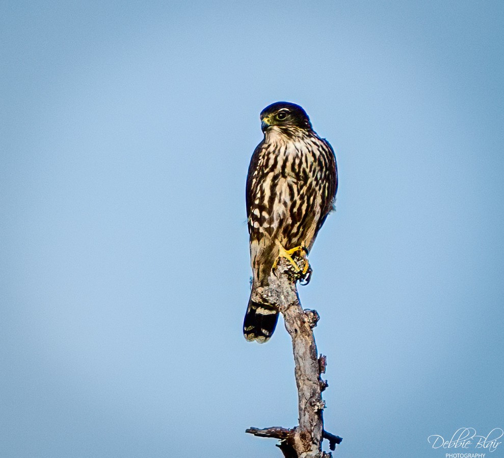 Merlin - ML643709888