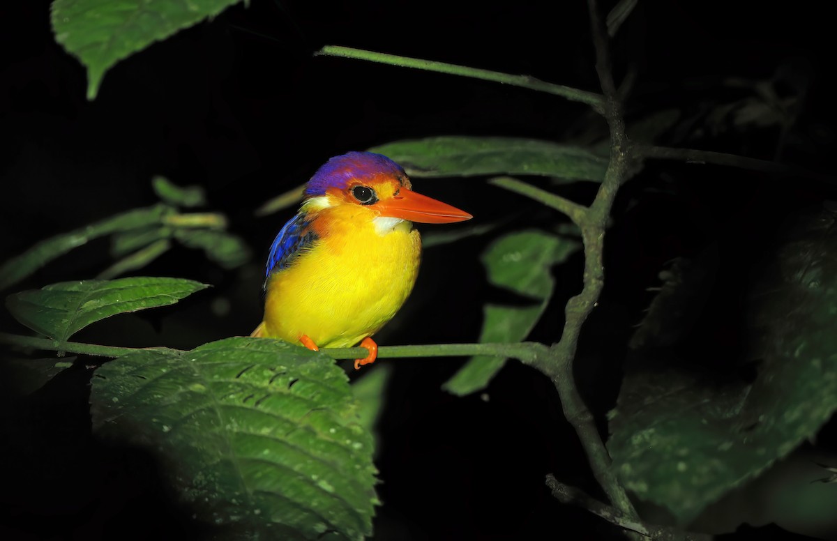 Rufous-backed Dwarf-Kingfisher - ML643709893