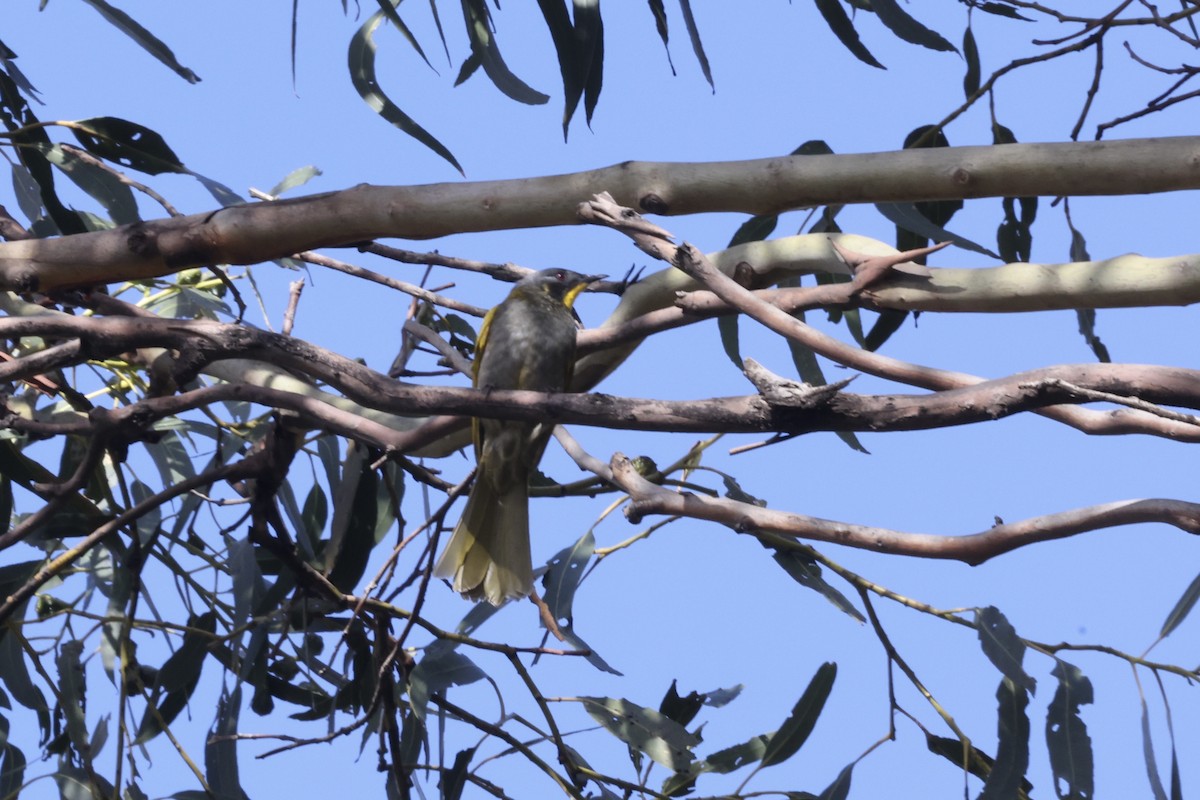 Yellow-throated Honeyeater - ML643709894