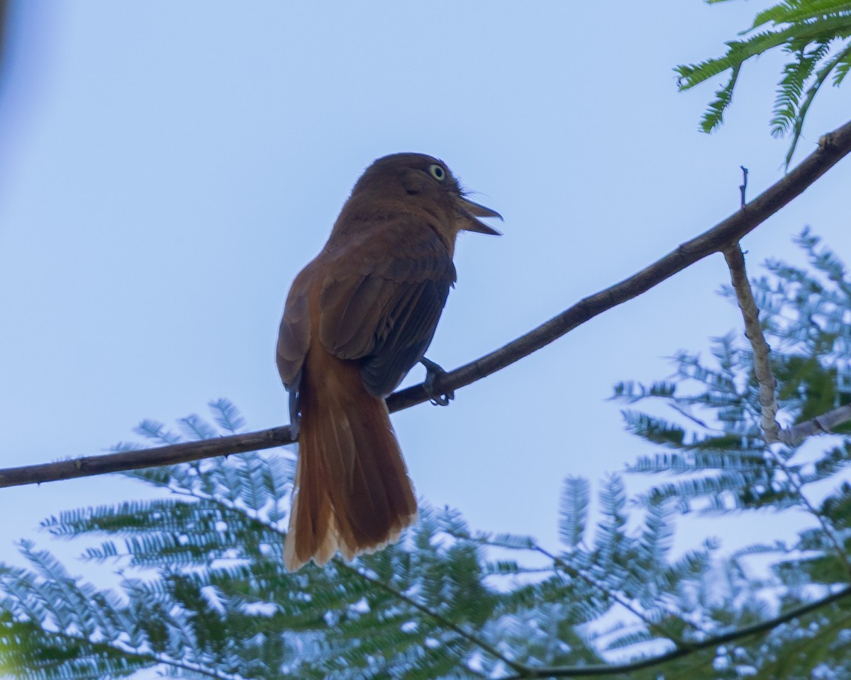 Dull-capped Attila - ML643709895