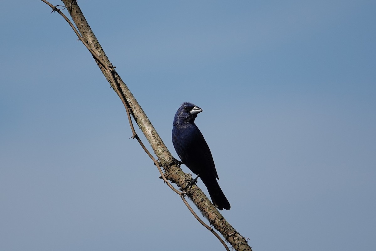 Blue Grosbeak - ML643709899