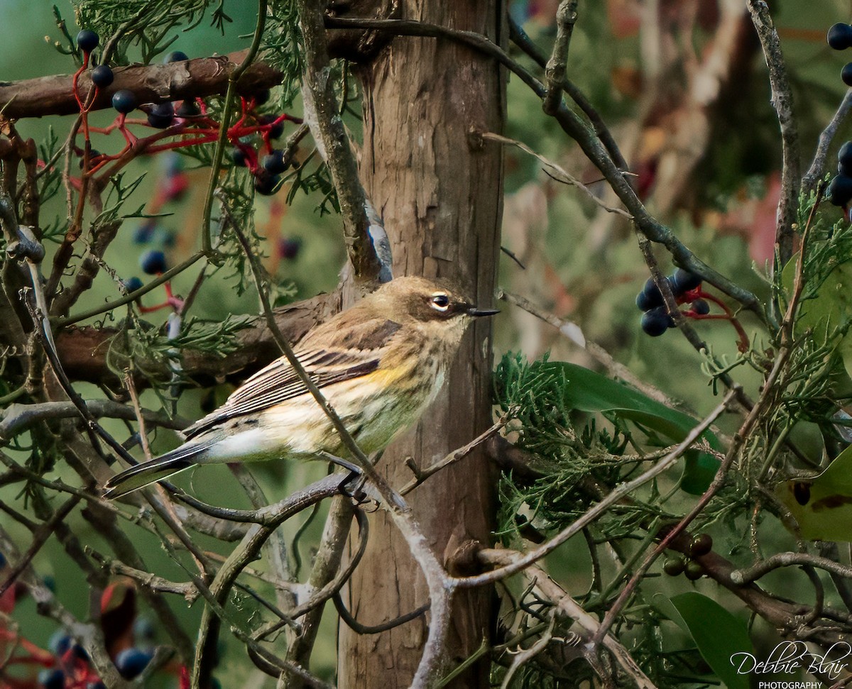 Yellow-rumped Warbler (Myrtle) - ML643709910