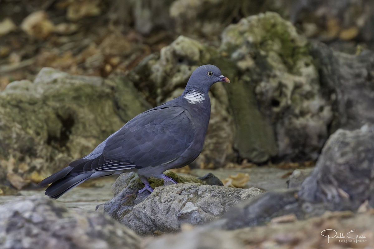 Common Wood-Pigeon - ML643709913