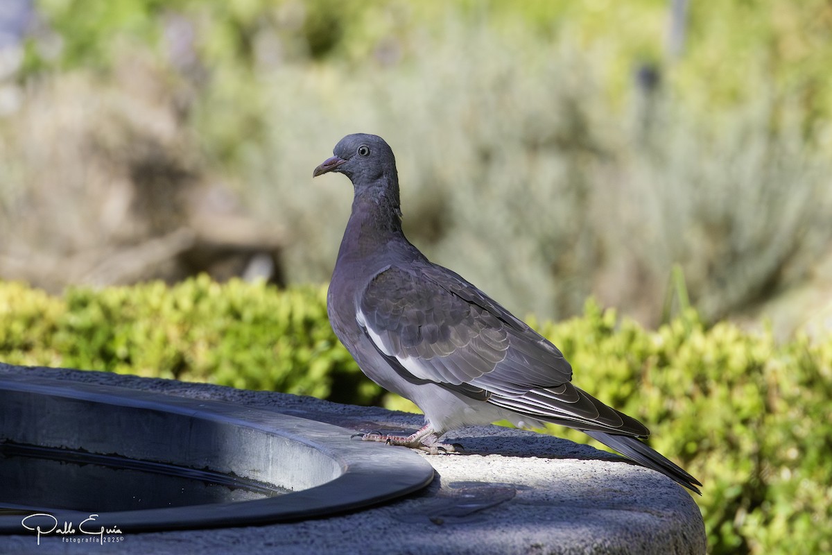 Common Wood-Pigeon - ML643709914