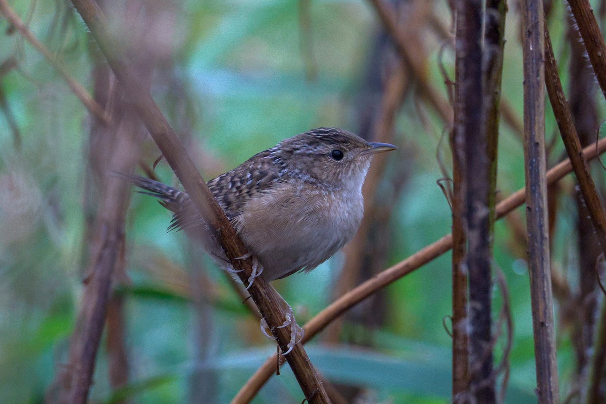 Sedge Wren - ML643709915