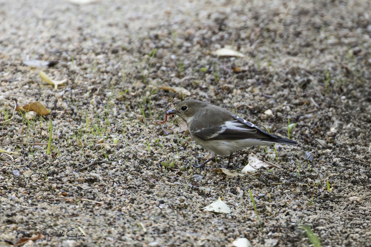 European Pied Flycatcher - ML643709916