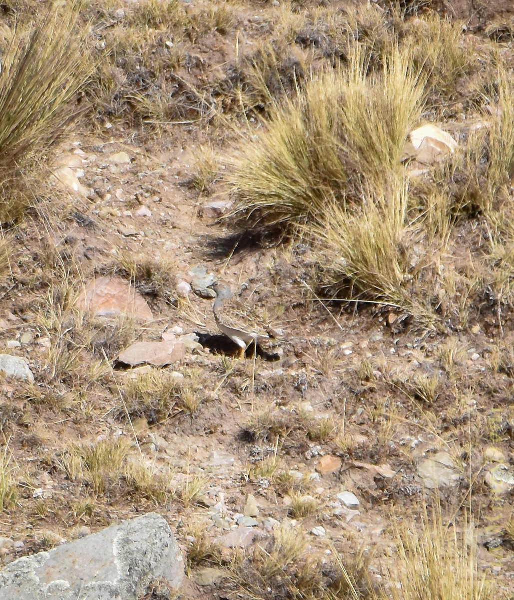 Gray-breasted Seedsnipe - ML643709925