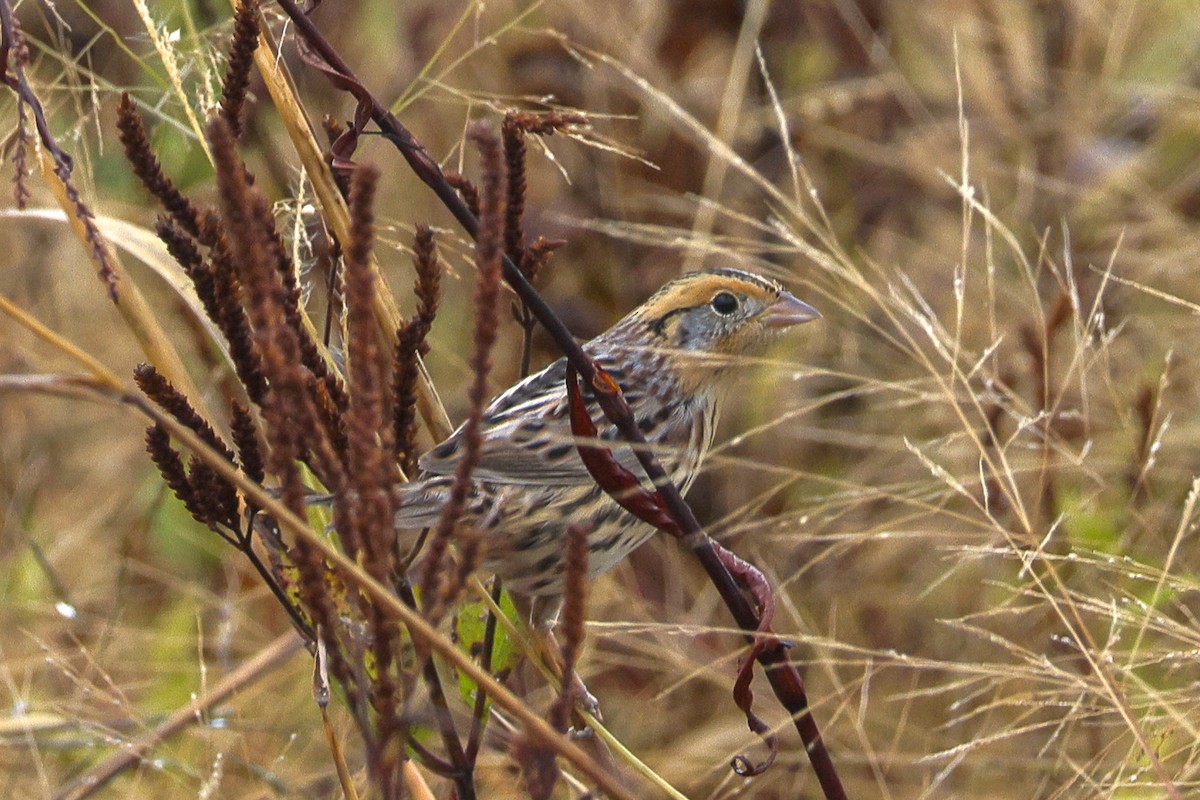 LeConte's Sparrow - ML643709927