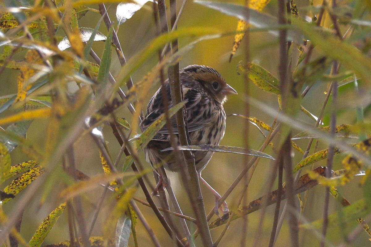LeConte's Sparrow - ML643709928