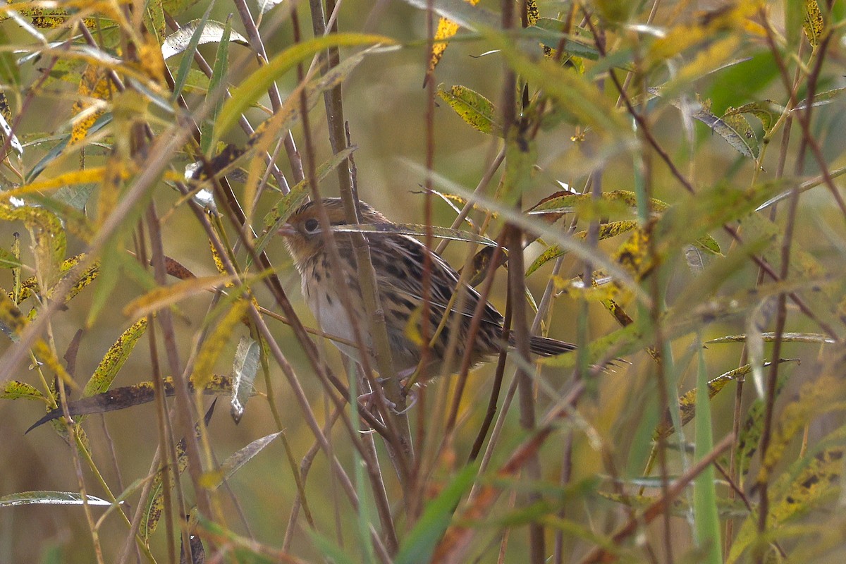 LeConte's Sparrow - ML643709929