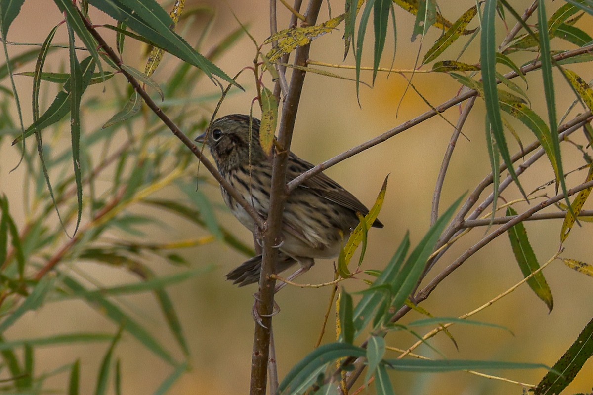 Lincoln's Sparrow - ML643709937