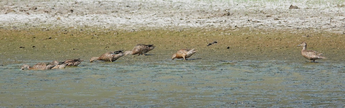 Blue-winged Teal - ML643709951