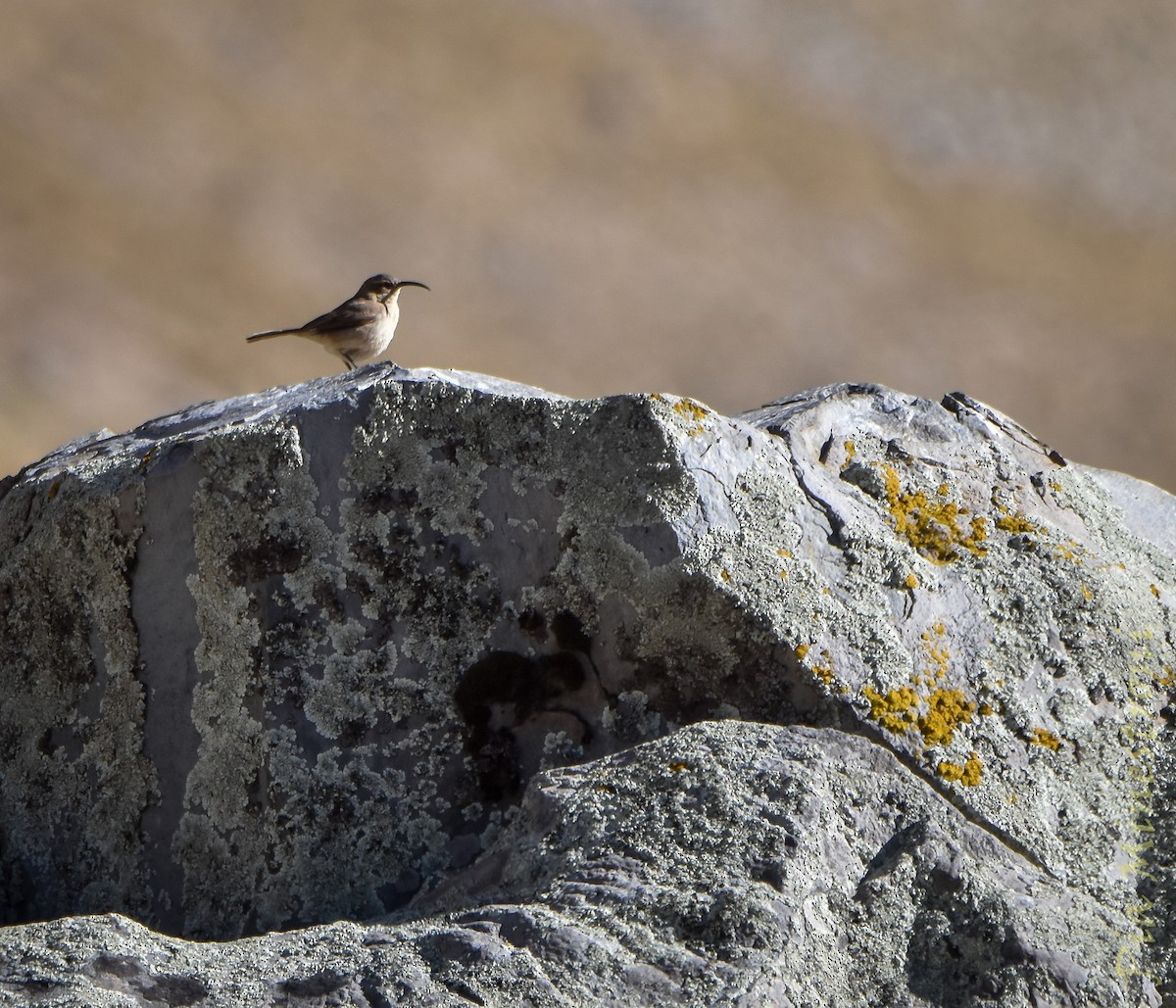 Buff-breasted Earthcreeper (Buff-breasted) - ML643709985