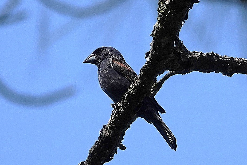 Blue Grosbeak - ML643710023