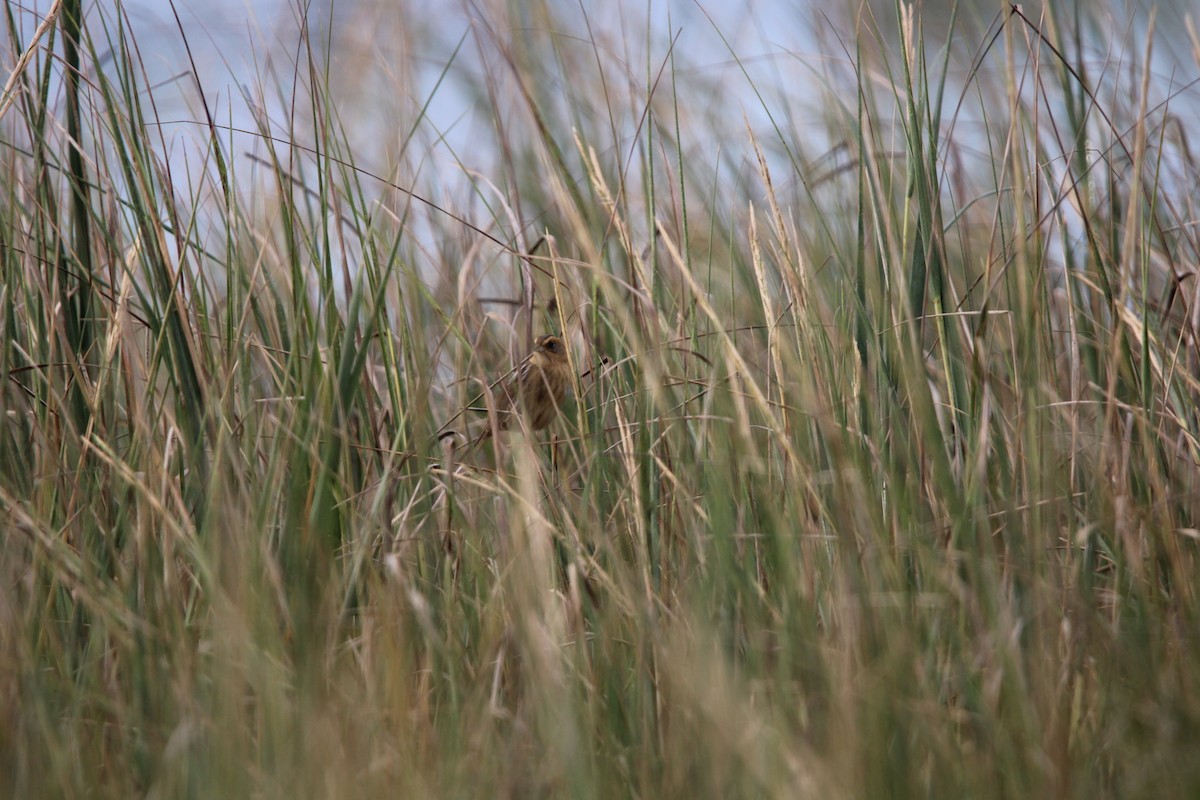Nelson's Sparrow - ML643710027