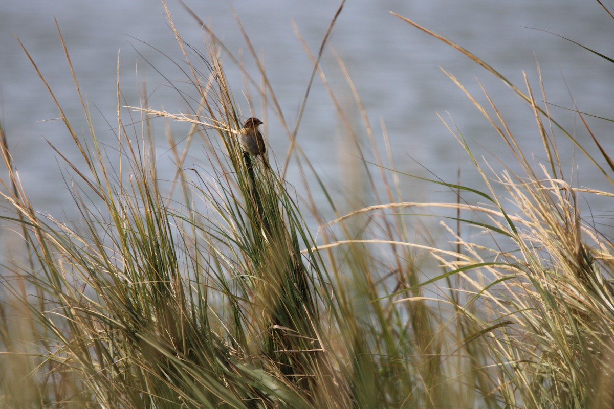 Nelson's Sparrow - ML643710028