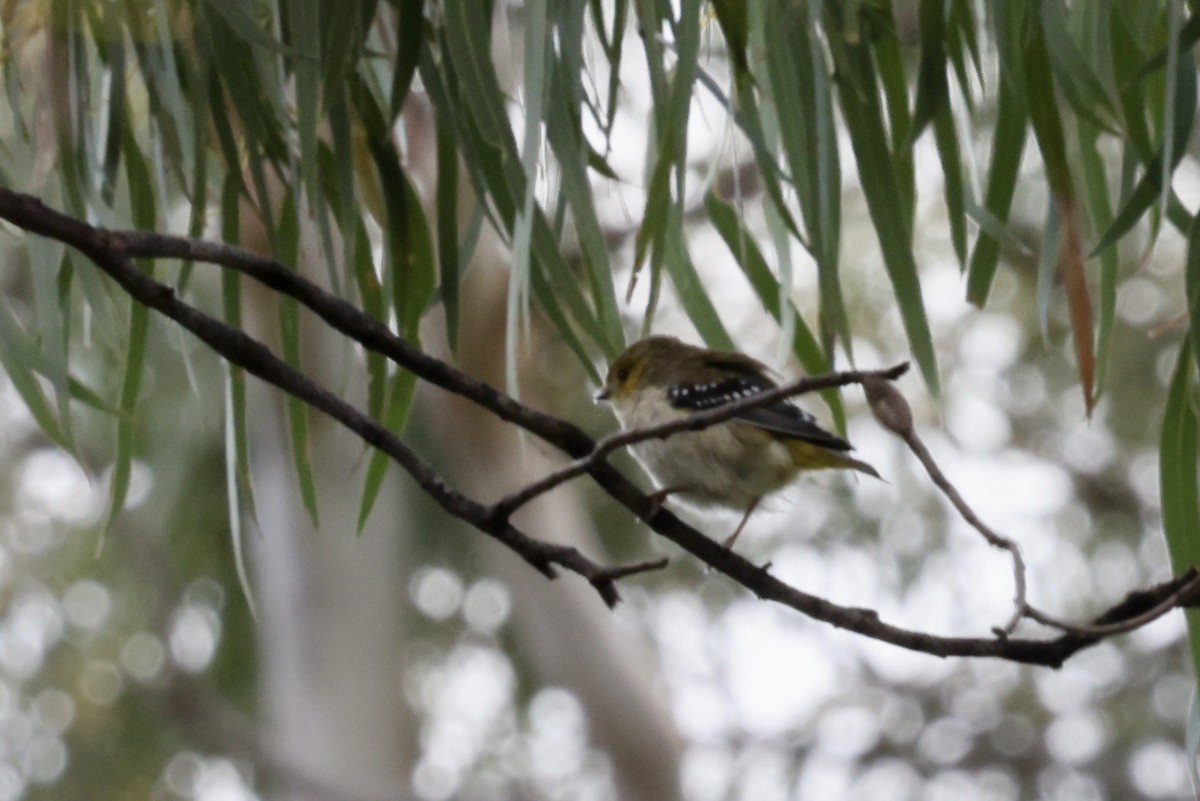 Forty-spotted Pardalote - ML643710031