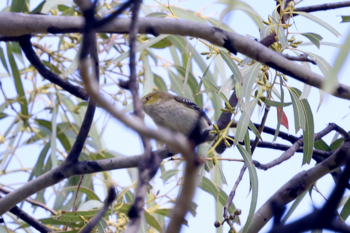 Forty-spotted Pardalote - ML643710032