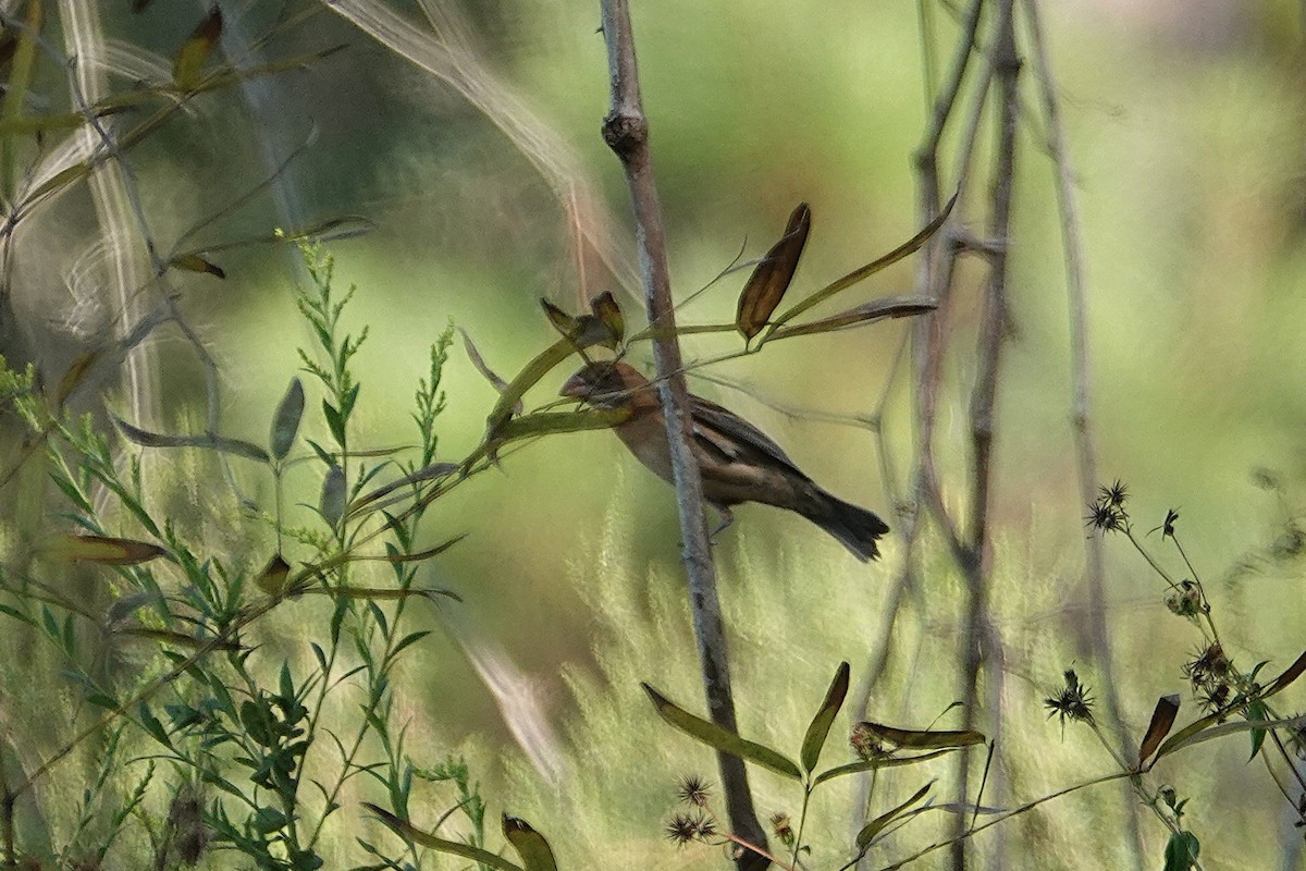 Blue Grosbeak - ML643710043