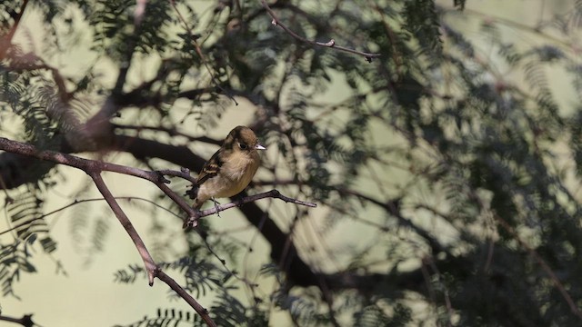 Western Flycatcher (Cordilleran) - ML643710058
