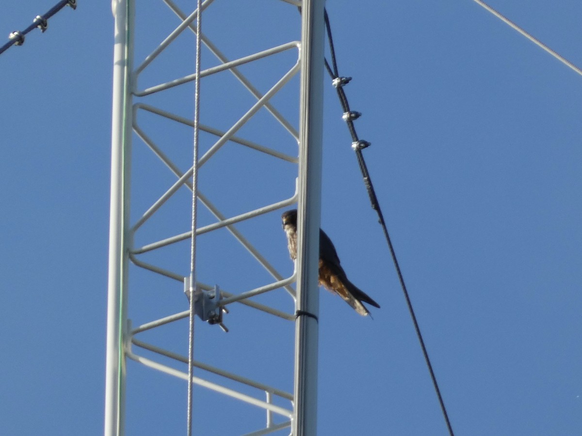 燕隼 - ML643710059