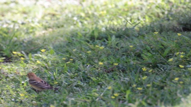 Blue Grosbeak - ML643710076