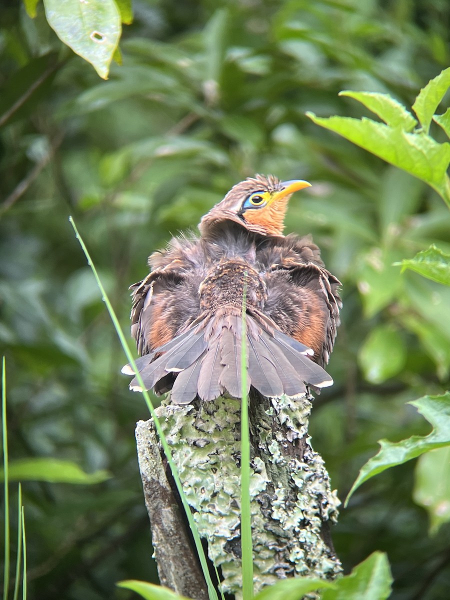 Lesser Ground-Cuckoo - ML643710080