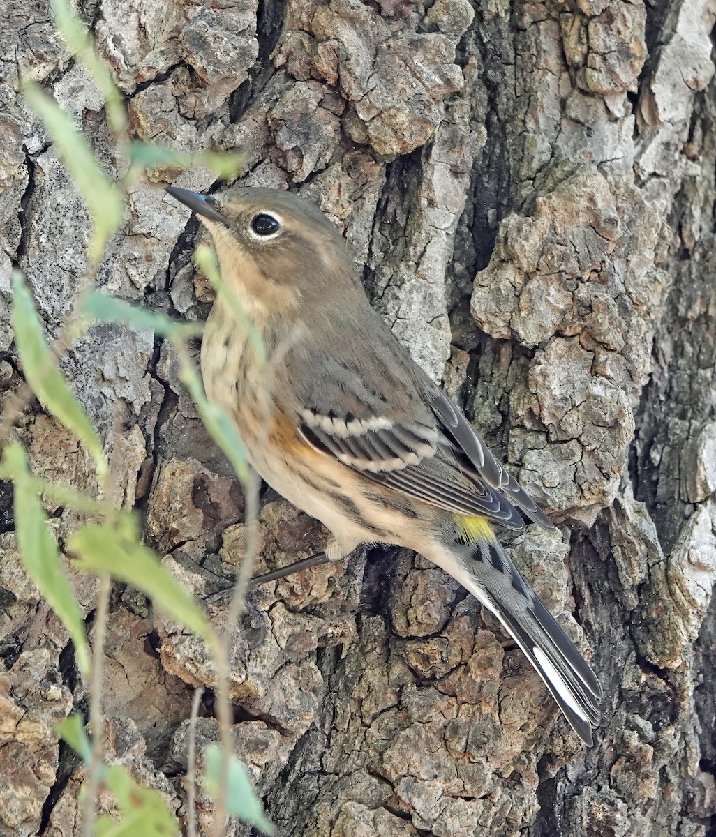 Yellow-rumped Warbler - ML643710082