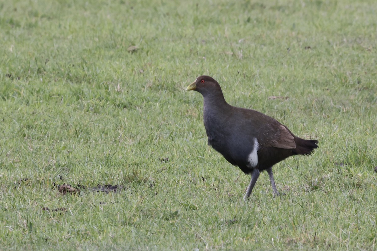 Tasmanian Nativehen - ML643710090