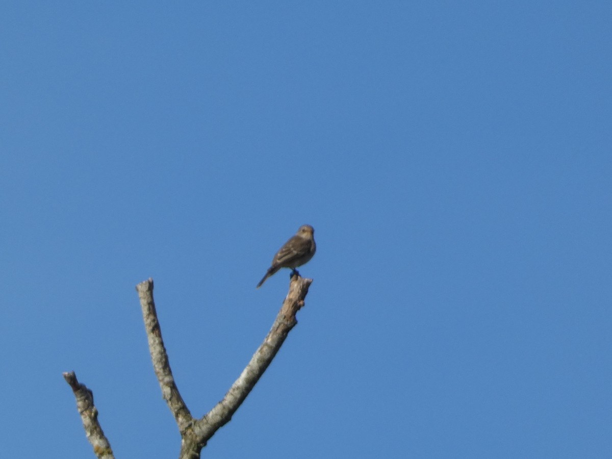 斑鶲 - ML643710104