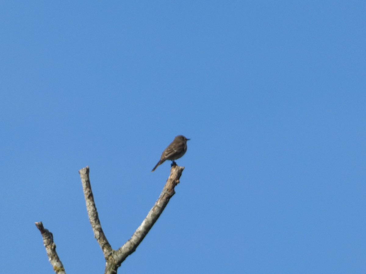 斑鶲 - ML643710106