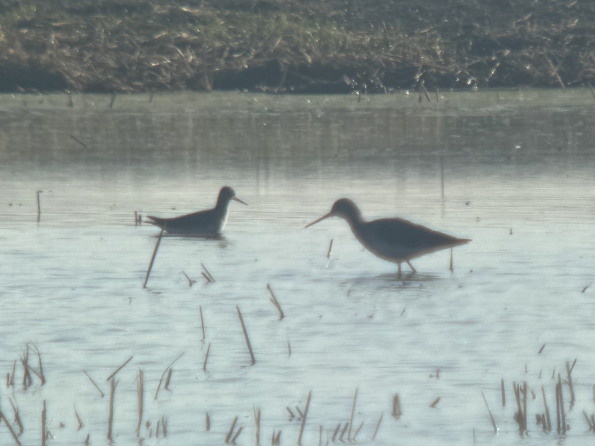 Gelbschenkel - ML643710113