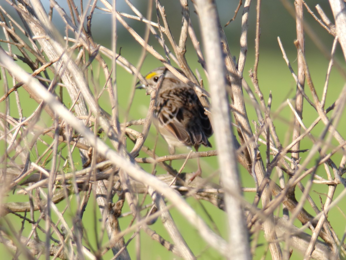 Grassland Sparrow - ML643710136