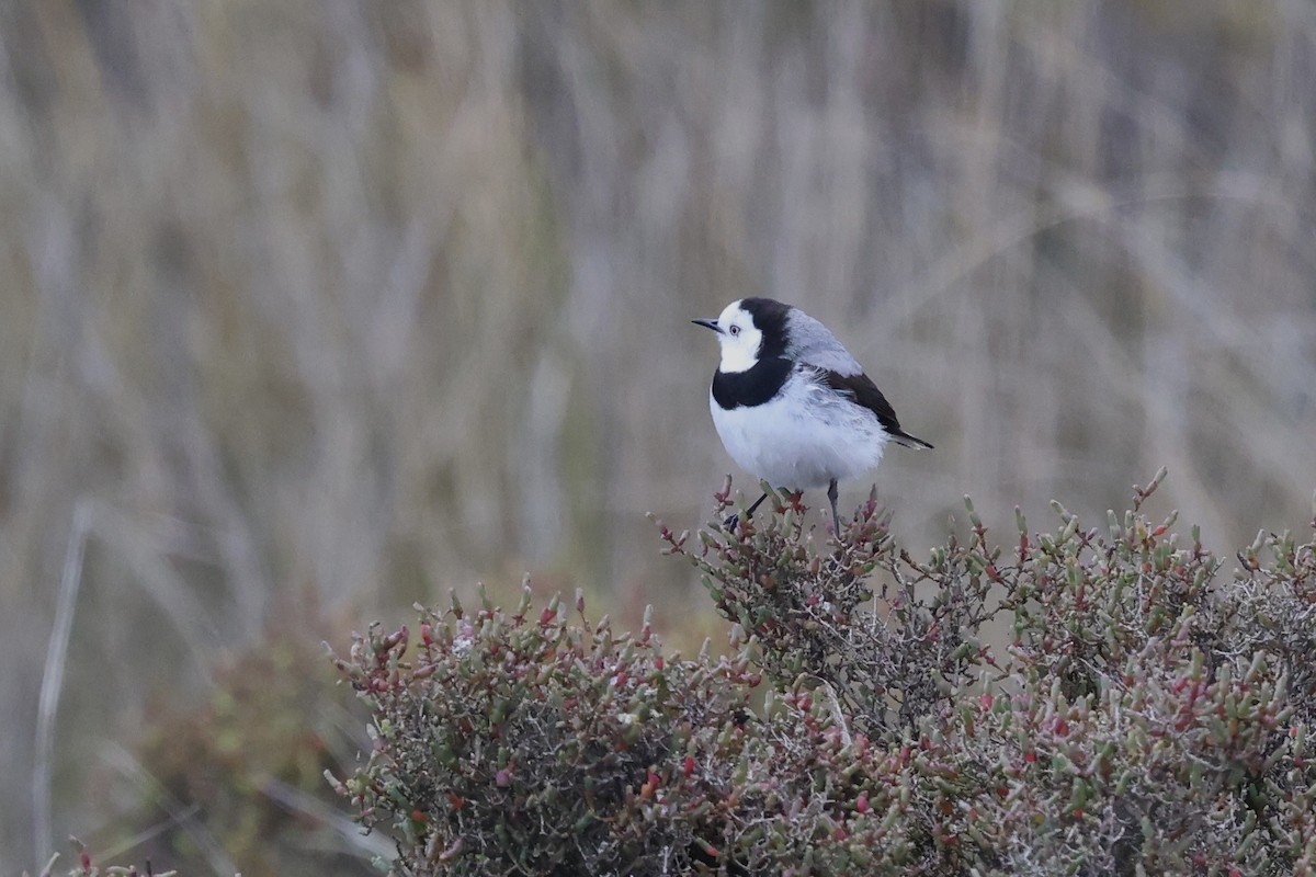 White-fronted Chat - ML643710139