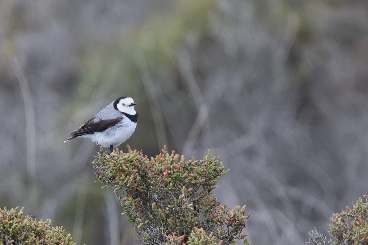 White-fronted Chat - ML643710140