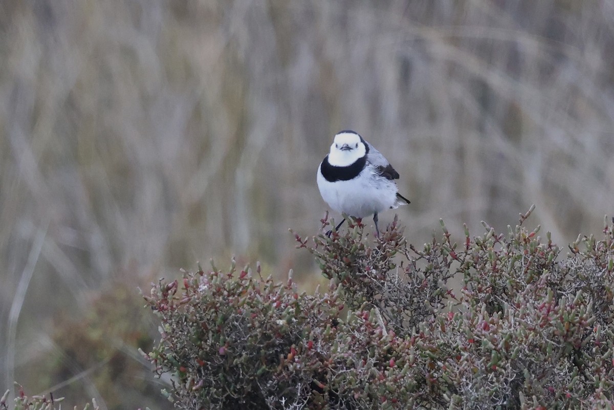 White-fronted Chat - ML643710141