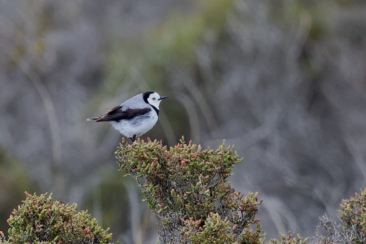 White-fronted Chat - ML643710142