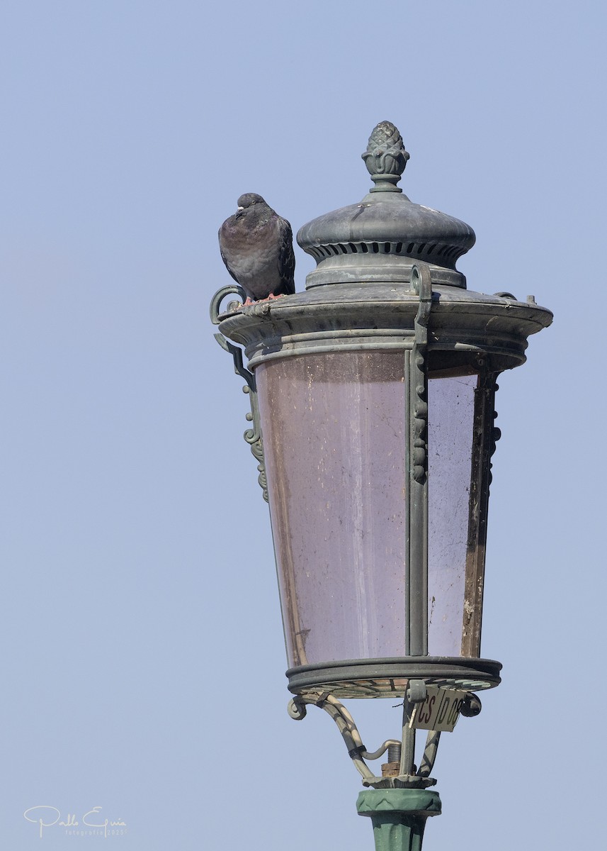 Rock Pigeon (Feral Pigeon) - ML643710147