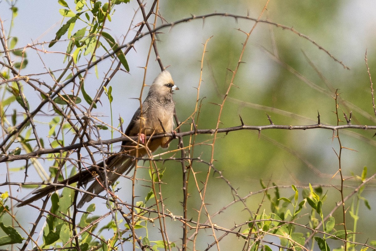 White-headed Mousebird - ML643710150