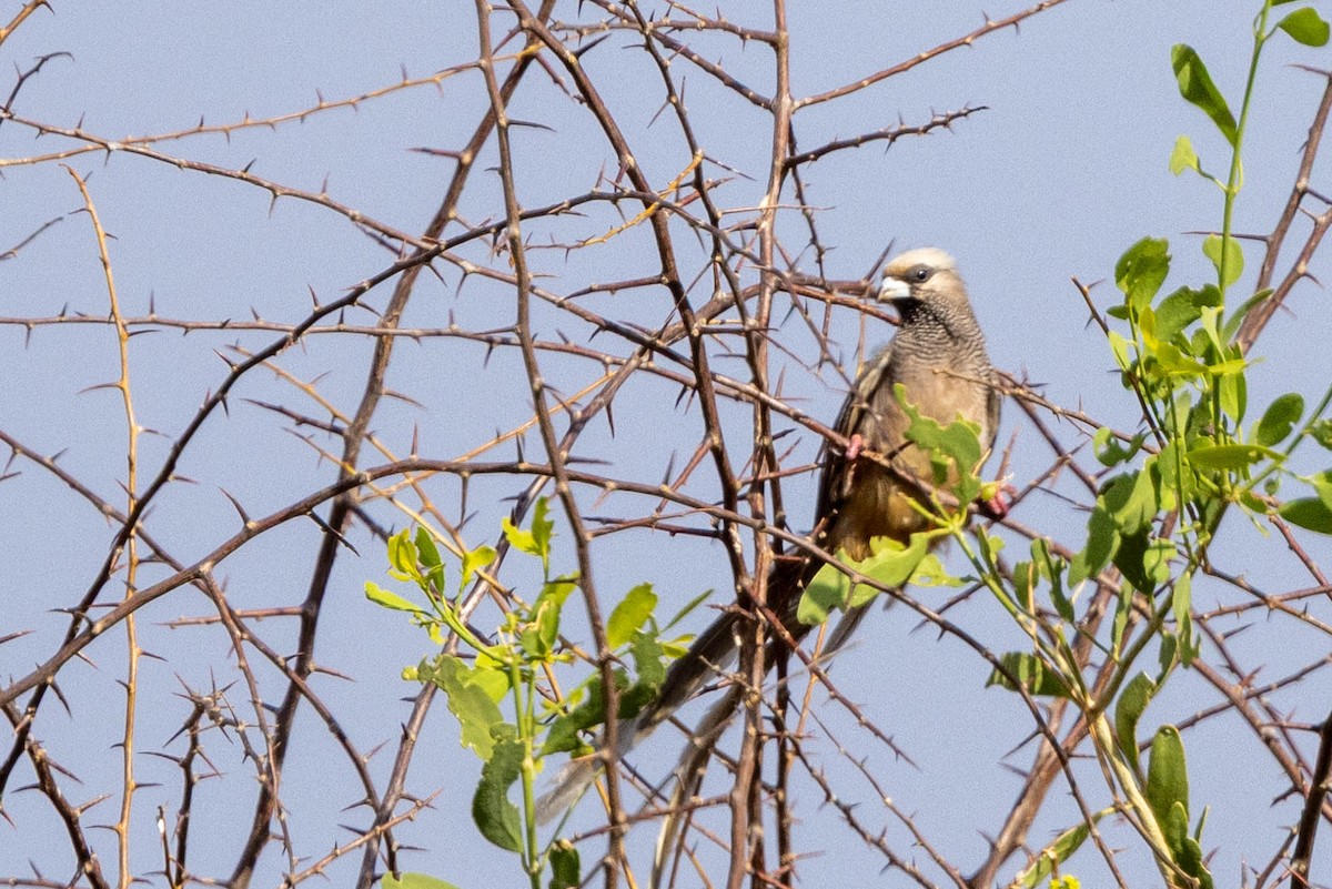 White-headed Mousebird - ML643710151